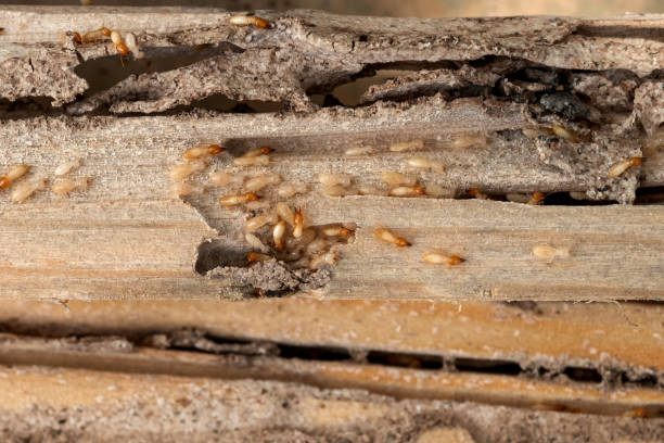 Wildlife Control Services in Standish, MI